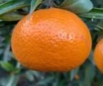 mandarina